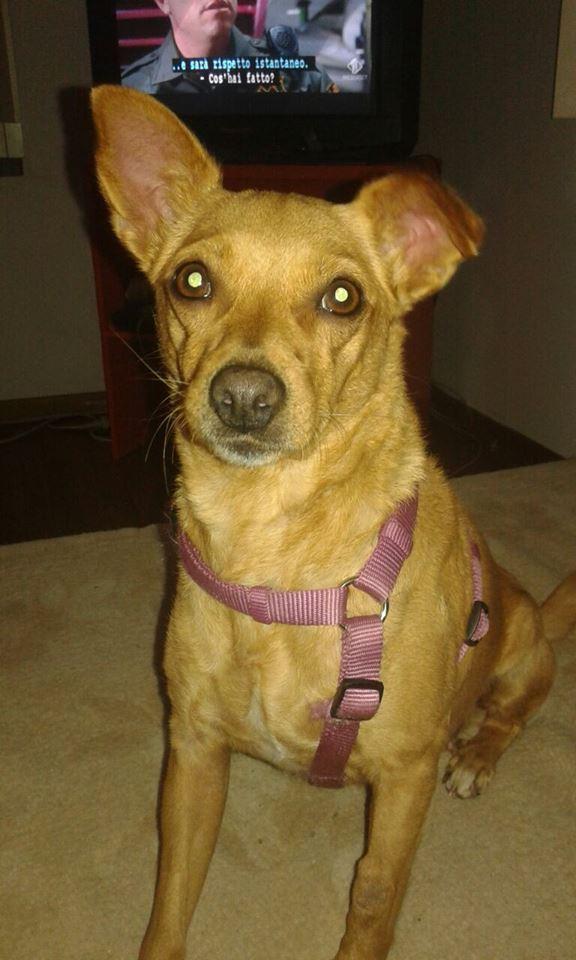 Cagnolina salva la vita alla padrona ma resta senza casa