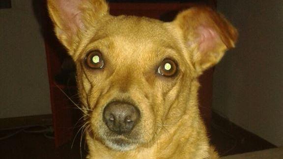 Cagnolina salva la vita alla padrona ma resta senza casa