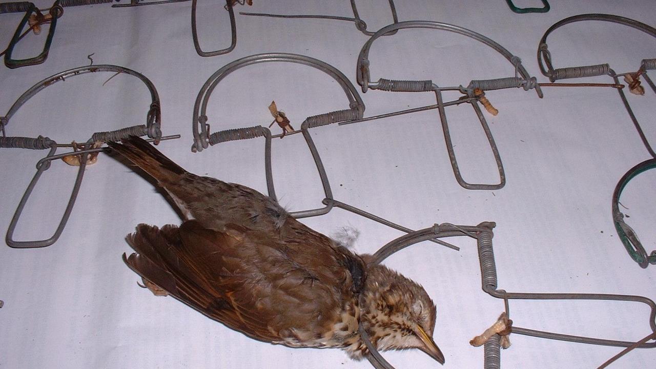 Un uccellino catturato con una trappola 