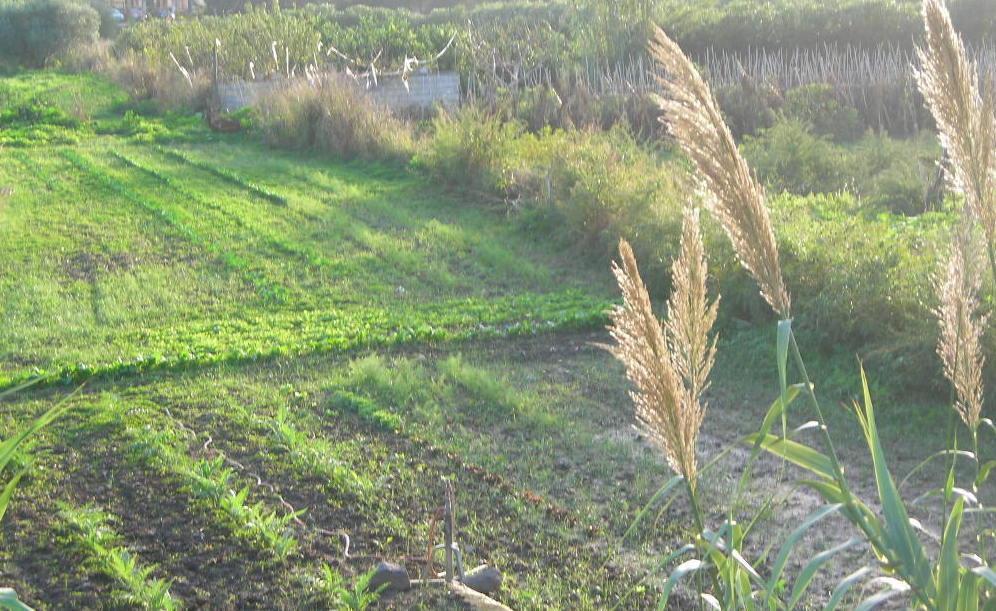 Un ordine del giorno alla Camera rende possibile il recupero dei terreni agricoli abbandonati