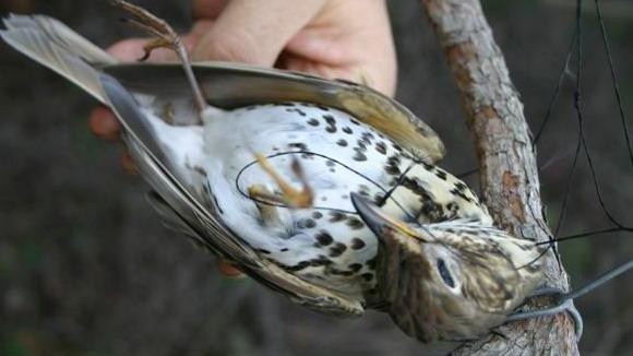 Un uccello rimasto ucciso nella trappola