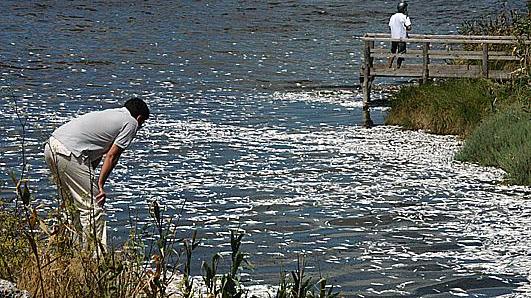 La morìa di pesci nello stagno di Santa Giusta avvenuta nel 2004 (foto Pinna)