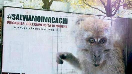 Un cartellone degli animalisti per la campagna “Macachi liberi”