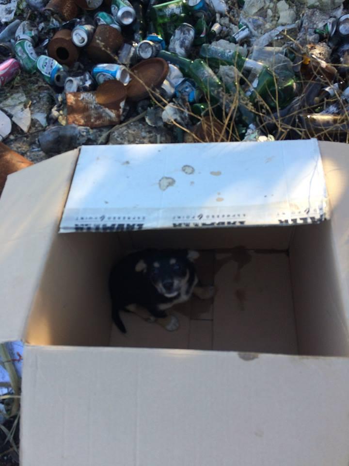 La cagnetta trovata dentro una scatola in una discarica abusiva