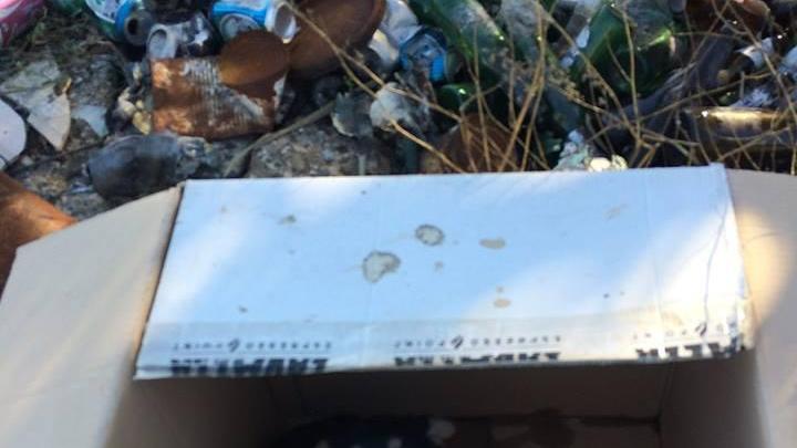 La cagnetta trovata dentro una scatola in una discarica abusiva