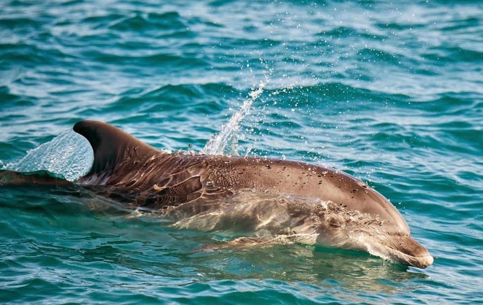 A volte ritornano, tra studio e salvaguardia 