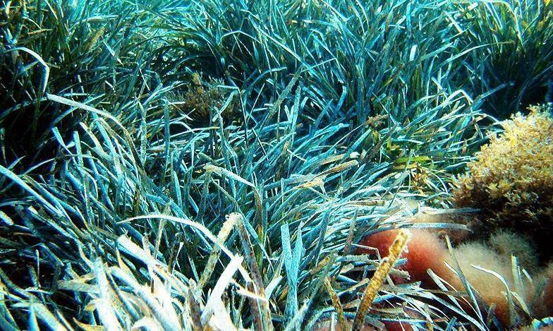 Oggi è la giornata della biodiversità
