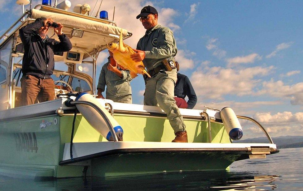 Due tartarughe in trappola, salvate e rimesse in mare