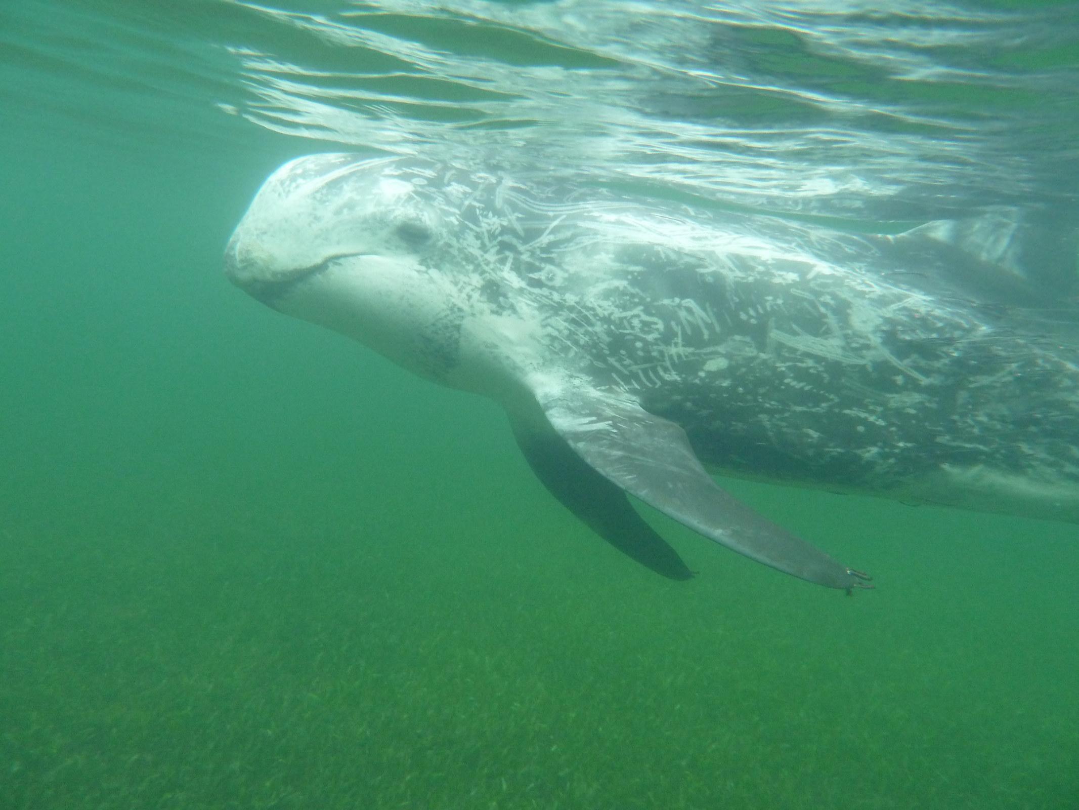 Il delfino crampo salvato a Porto Rotondo