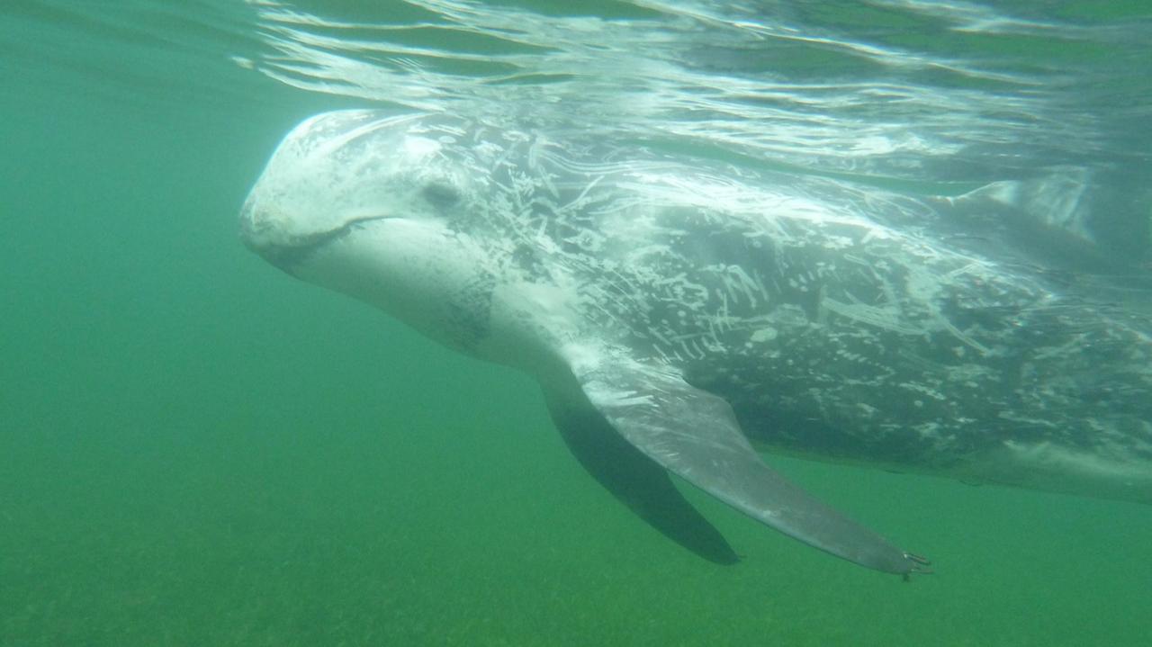 Il delfino crampo salvato a Porto Rotondo