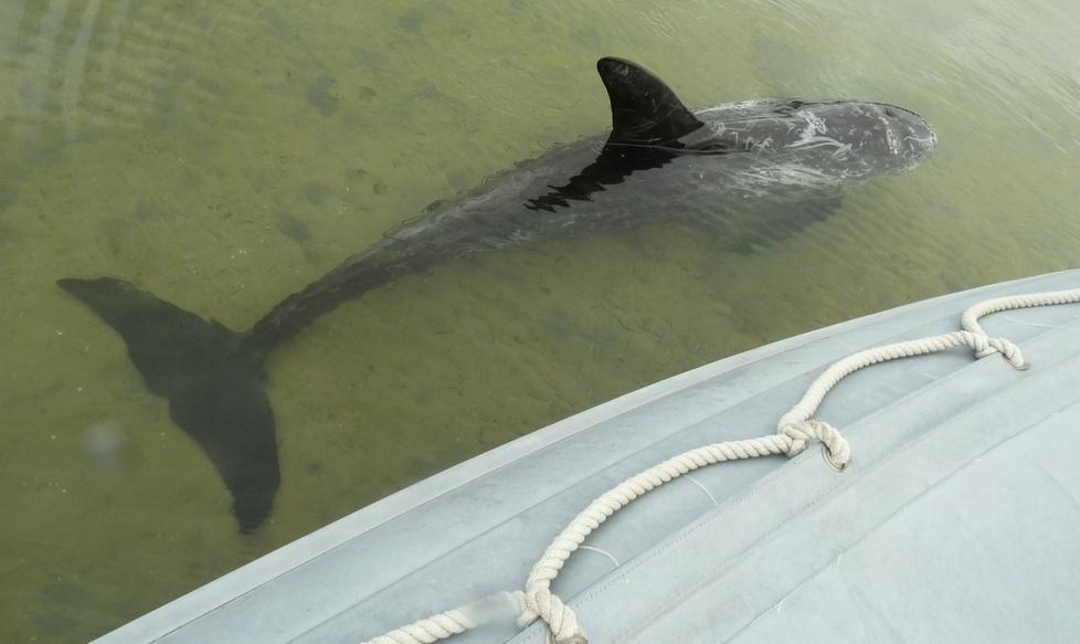 Un delfino salvato dalla guardia costiera