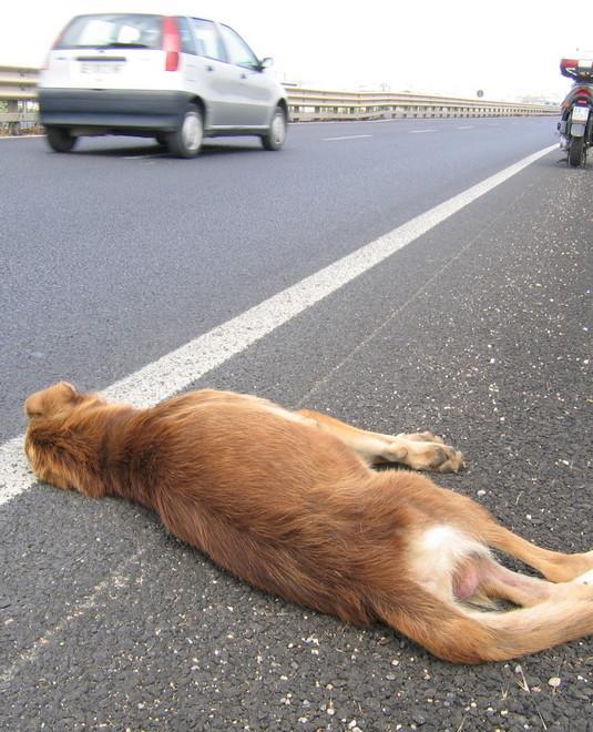 Mancano i gattili e il pronto soccorso veterinario si intasa 