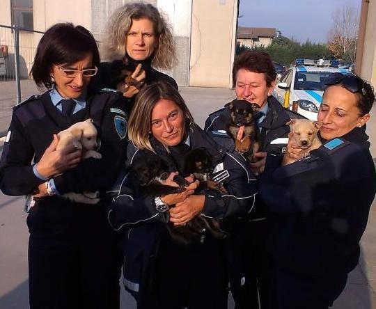 Gli agenti recuperano sei cuccioli di cane 