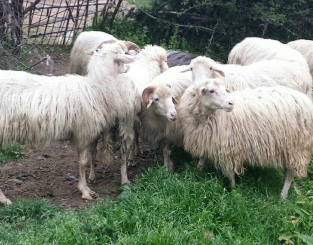 Lingua blu, rimborsi in pagamento a giorni