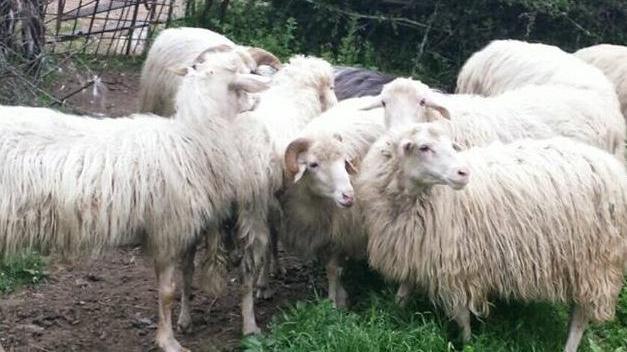 Lingua blu, rimborsi in pagamento a giorni