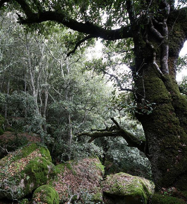 Il Consorzio Costa Est lancia gli itinerari nei cantieri forestali 