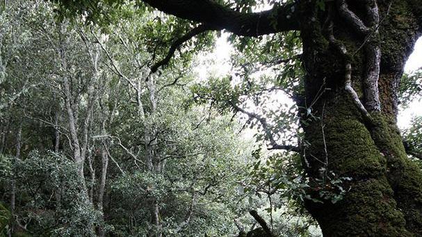 Il Consorzio Costa Est lancia gli itinerari nei cantieri forestali