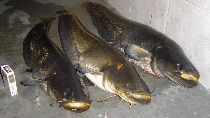 I pescatori divisi sulla caccia al siluro