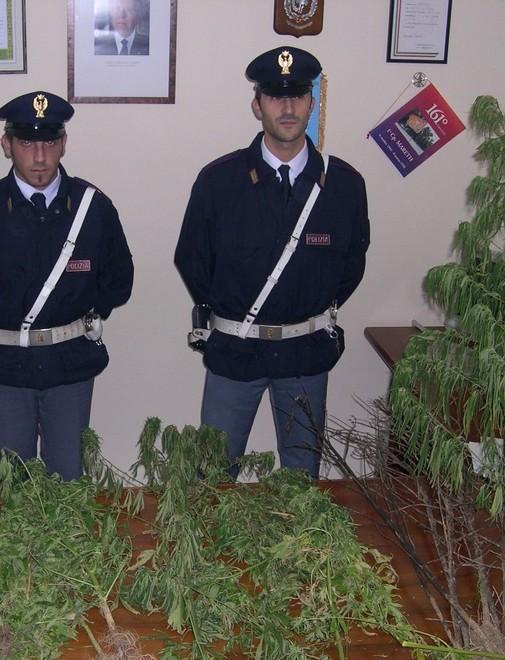 Marijuana, crescono coltivazioni e spaccio 