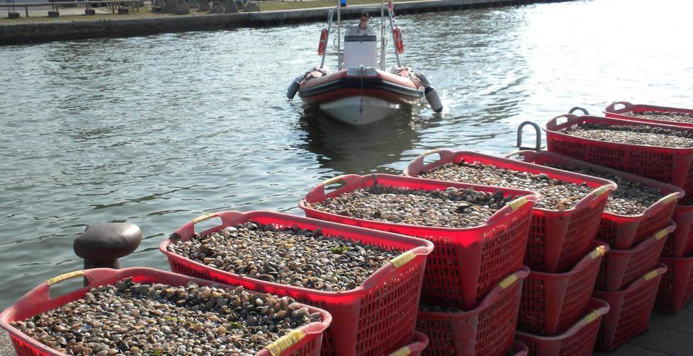 Acquacoltura, le Regioni per una gestione locale