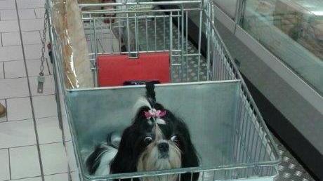 Al supermercato con Fido: da oggi a Grosseto si può