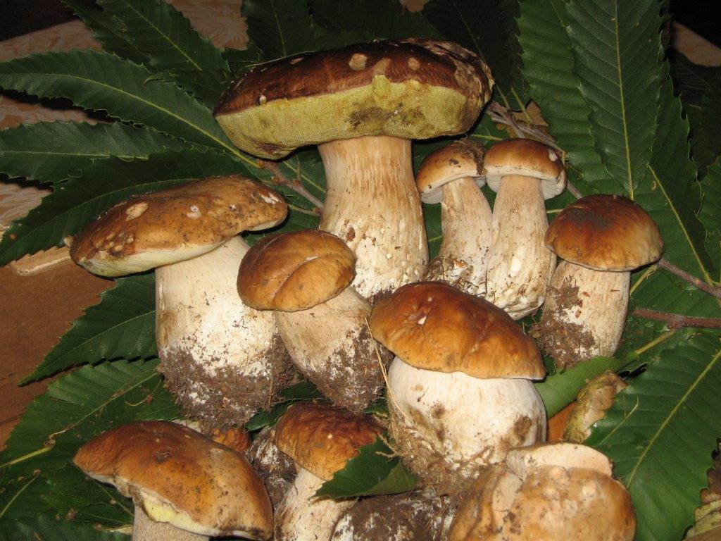 Riesplodono i porcini, l'Asl tiene aperti gli sportelli micologici
