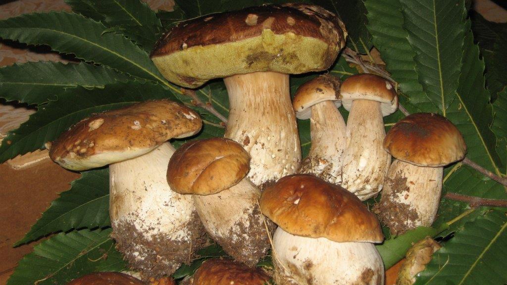Riesplodono i porcini, l'Asl tiene aperti gli sportelli micologici