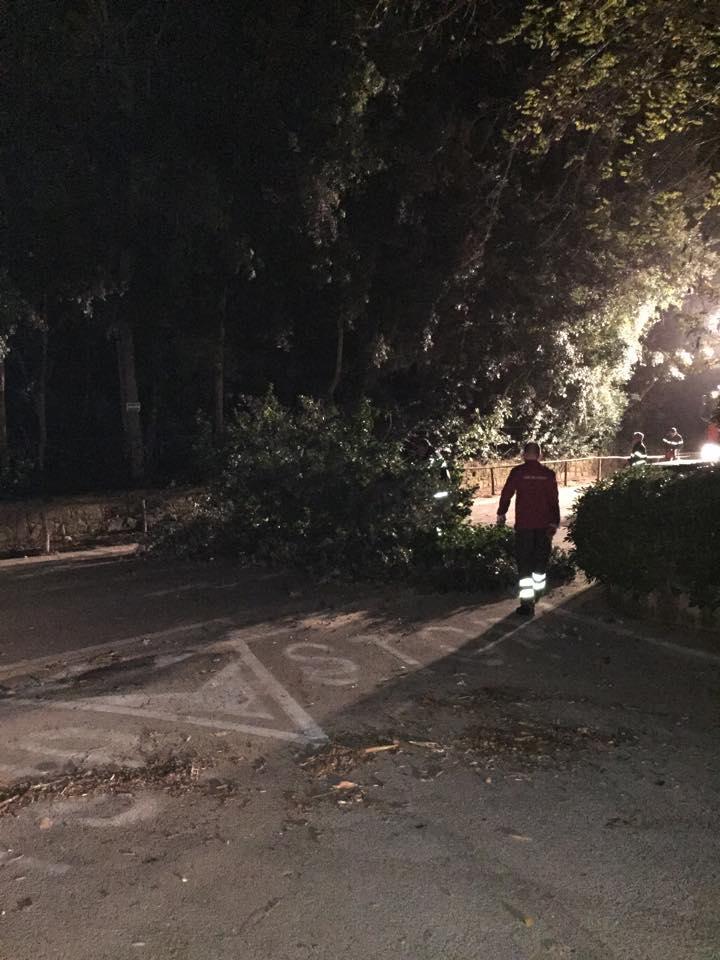 Il grosso leccio crollato di fronte a una macchina nella zona del Gualdo 