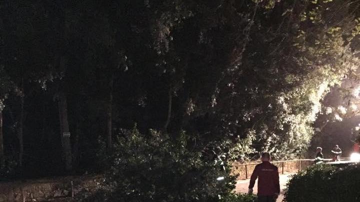 Il grosso leccio crollato di fronte a una macchina nella zona del Gualdo