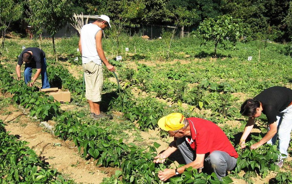Cittadini al lavoro negli orti sociali