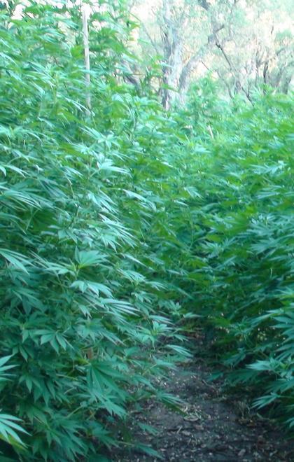 Campo di marijuana ad Arzana 
