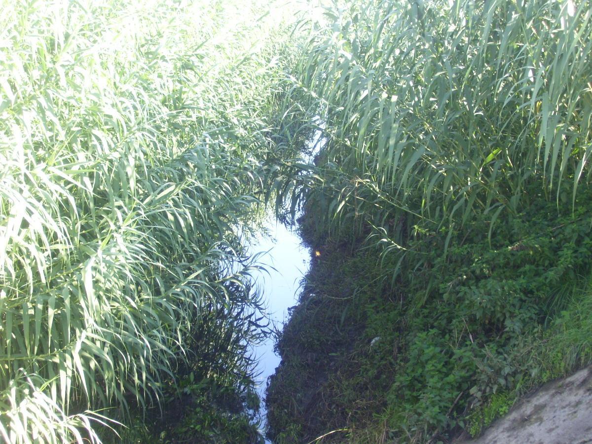 La gora del Lonco a Castelnuovo piena di canne ed erbacce