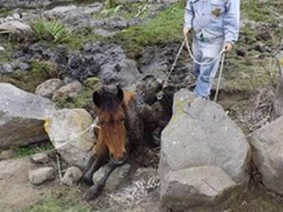 Un cavallino della Giara moribondo