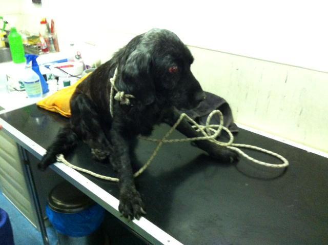 Nerino, il cane cieco salvato dai volontari