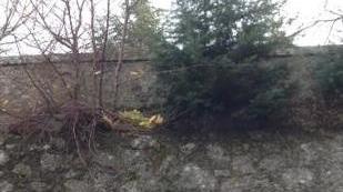 Quei due grandi alberi lungo i viali rischiano di venire giù