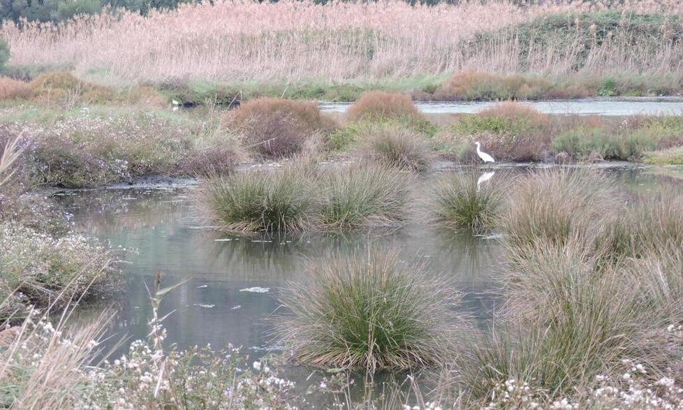 La pioggia “ricrea” l’antico padule