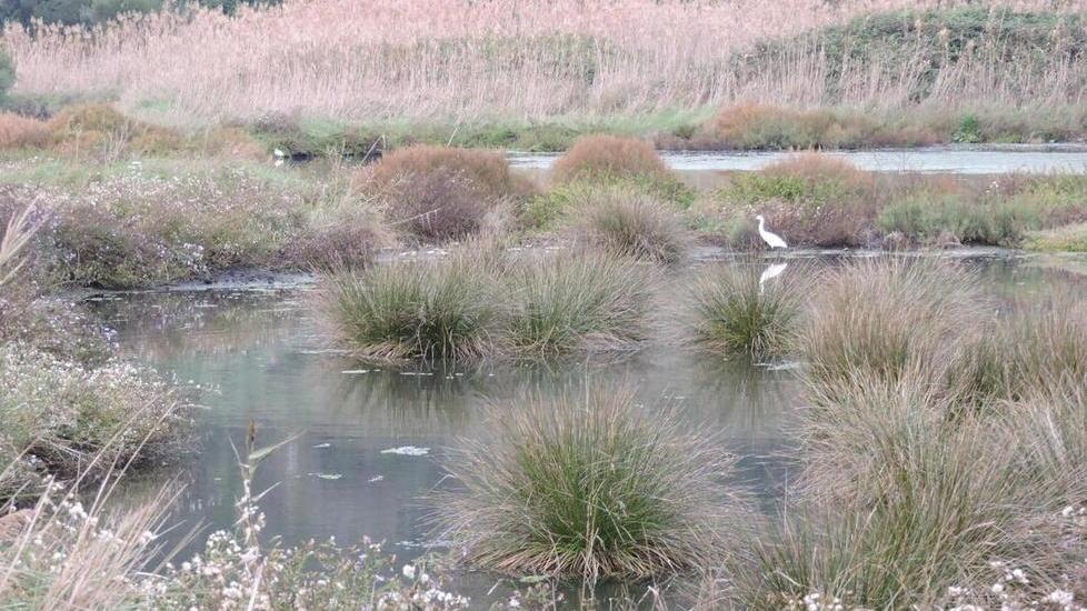 La pioggia “ricrea” l’antico padule