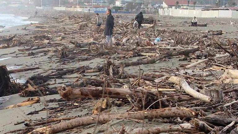 Legname in spiaggia: raccolta aperta