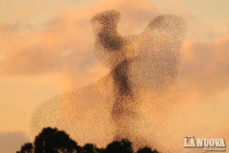 Le evoluzioni degli storni in uno scatto del fotografo naturalista Mauro Sanna