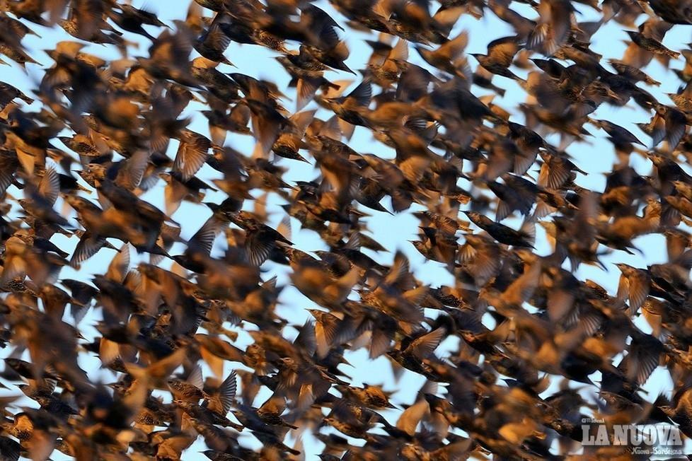 Storni in una foto di Mauro Sanna