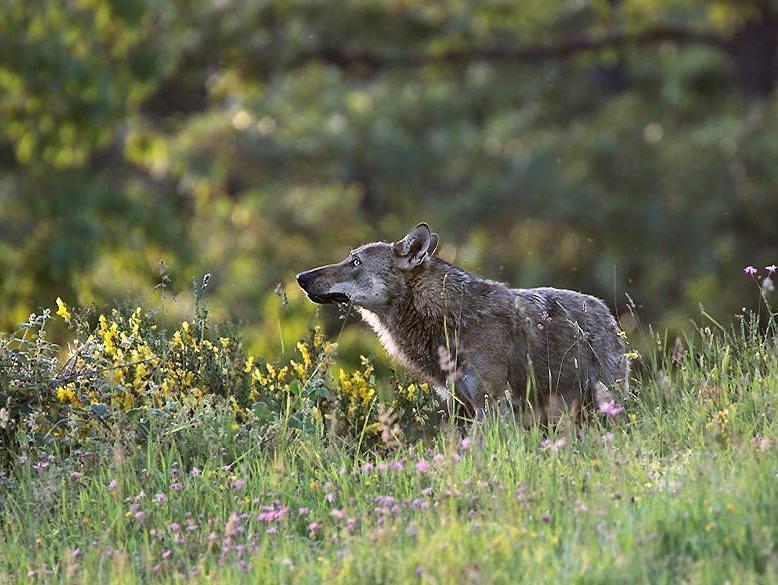 Lupo investito e ucciso a 200 metri dalle case 