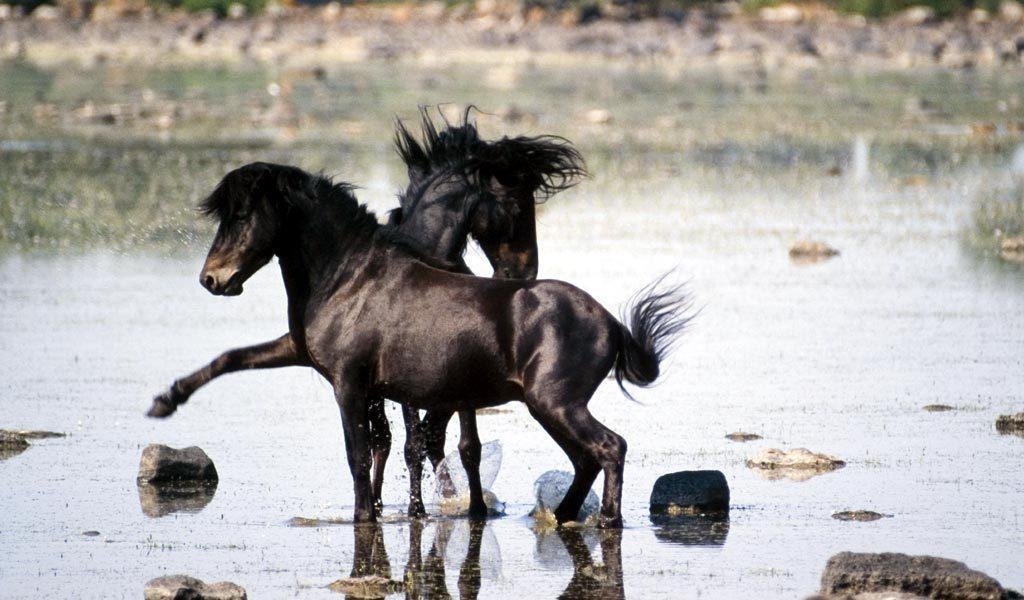 I cavallini della Giara 