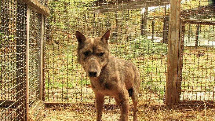 Ezechiele, l'incrocio tra cane e lupo curato al Crasm di Semproniano
