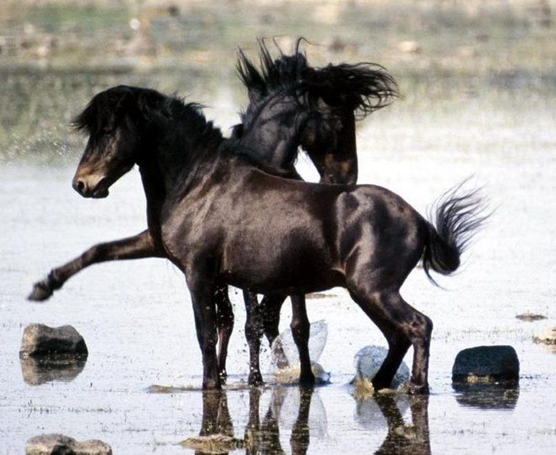 Cresce il numero dei cavallini della Giara 