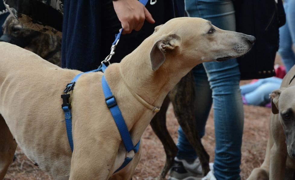 “Qua la zampa”, domenica la mostra canina