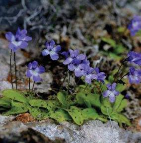 A Seui l’unica pianta carnivora dell’isola 