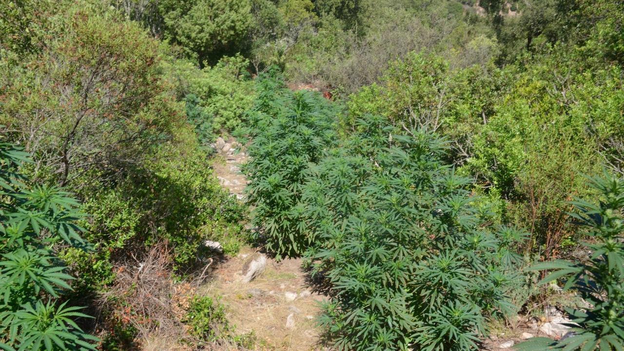 La piantagione di marijuana sequestrata nella campagna di Bitti, località Epiflora