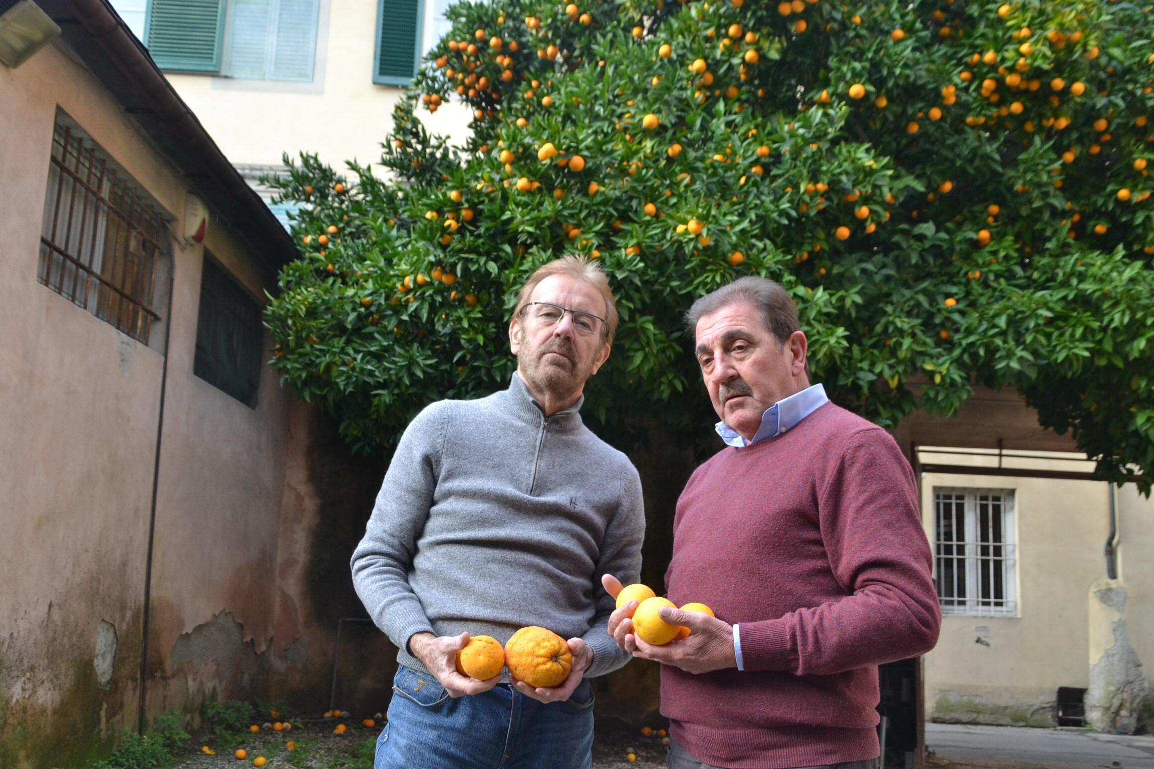 Ernesto Bianchi e Luciano Lazzareschi sotto l'albero delle arance (Vip)