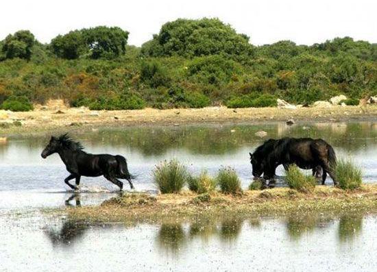 Cavallini della Giara