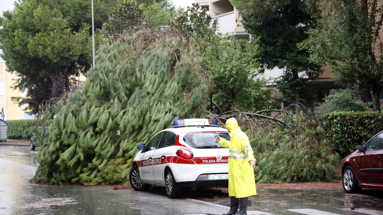 Un albero caduto durante il maltempo del 20 settembre